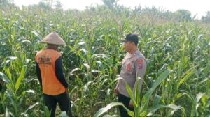 Polsek Ngasem Dampingi Petani Jagung, Dorong Produktivitas dan Ketahanan Pangan